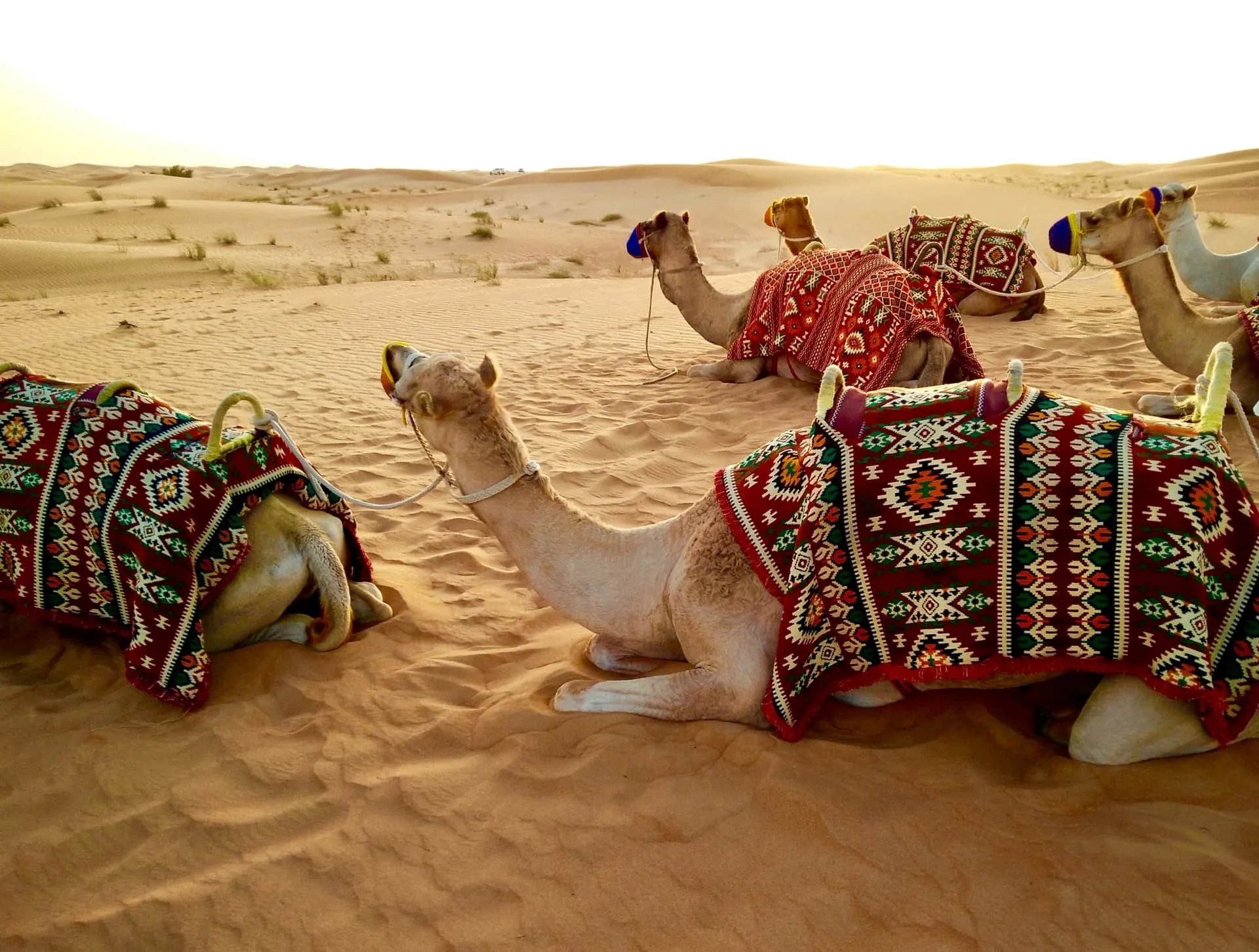 Dubai – Where Luxury Meets Adventure - Background 2